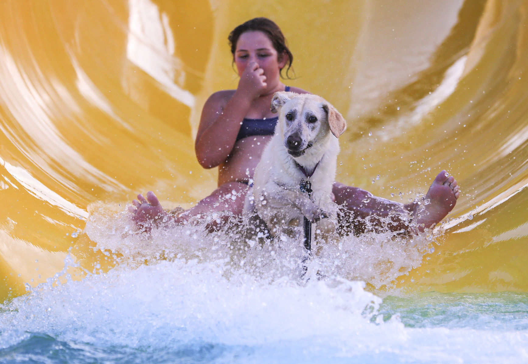 Doggie Dip 3